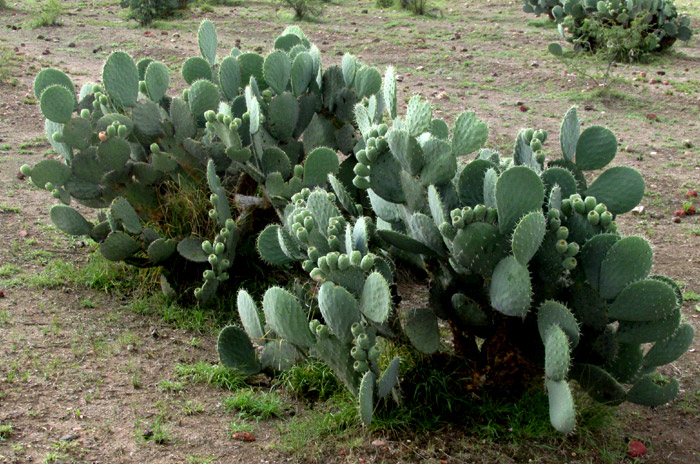 OPUNTIA MAXIMA