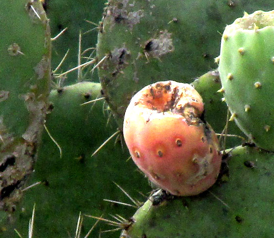 OPUNTIA MAXIMA, fruit, or tuna