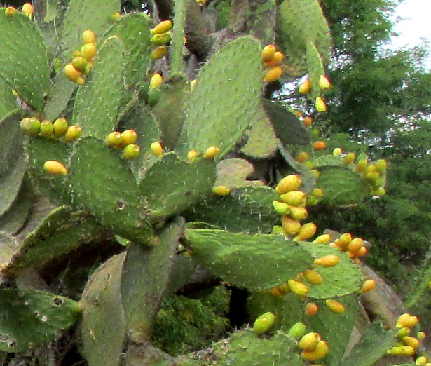 OPUNTIA MAXIMA, many fruits on pads