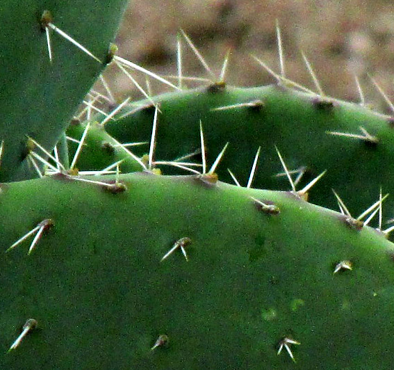 OPUNTIA MAXIMA, spines