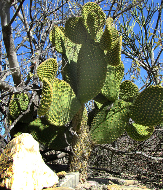 Bunny-ears Pricklypear, OPUNTIA MICRODASYS, in habitat