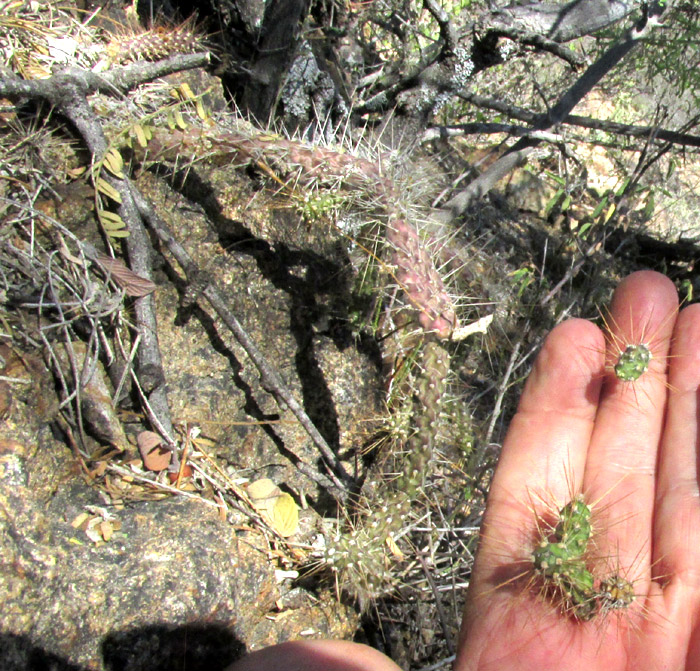 Velvet Bur Cactus, OPUNTIA PUBESCENS, in habitat