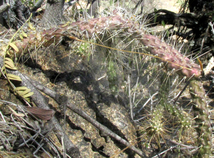 Velvet Bur Cactus, OPUNTIA PUBESCENS, joints with small side-shoots