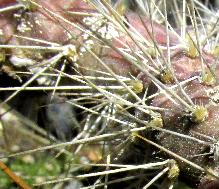 Velvet Bur Cactus, OPUNTIA PUBESCENS, spine clusters with glochids
