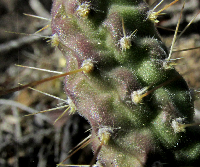 Velvet Bur Cactus, OPUNTIA PUBESCENS, velvety tubercles