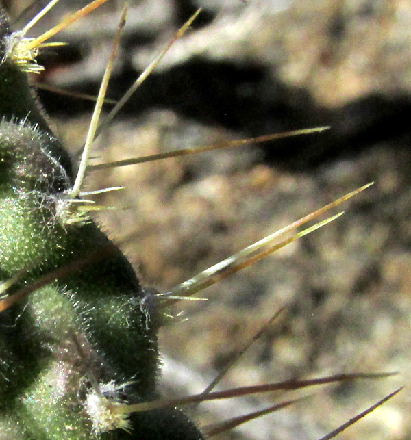 Velvet Bur Cactus, OPUNTIA PUBESCENS, spine clusters with glochids