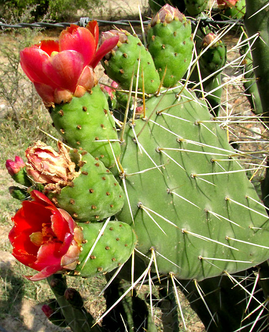 OPUNTIA DEPRESSA, red flowers on a pad