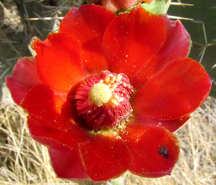 OPUNTIA DEPRESSA, flower, top view