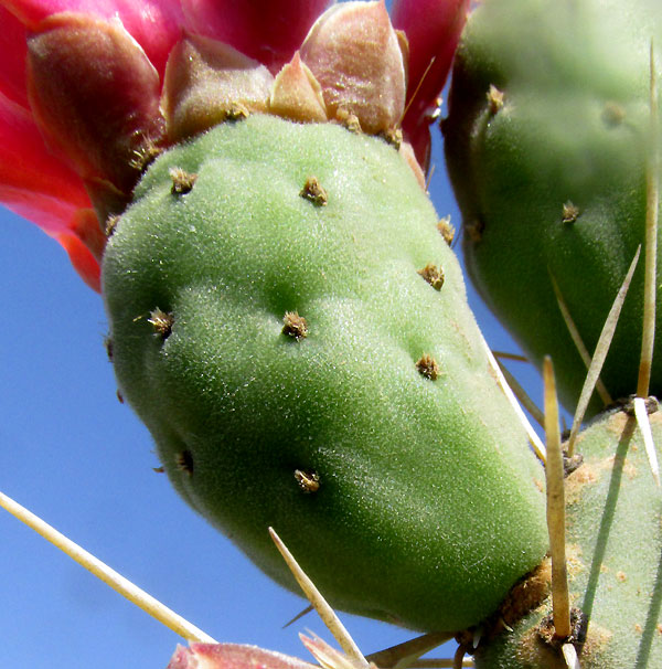 OPUNTIA DEPRESSA, ovary