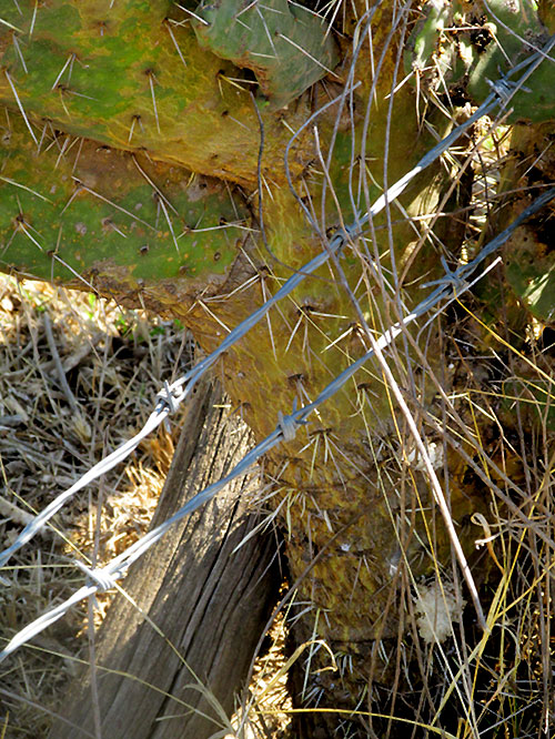 OPUNTIA DEPRESSA, trunk