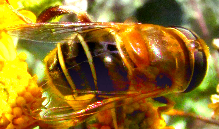 Golden Plushback, PALPADA MEXICANA, top view