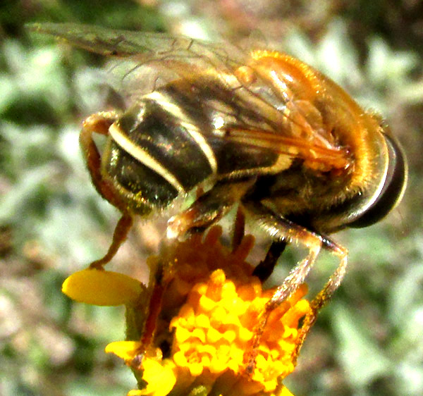 Golden Plushback, PALPADA MEXICANA, side view