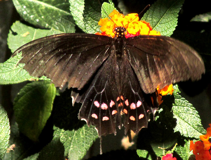 Pink-spotted Swallowtail, PAPILIO ROGERI