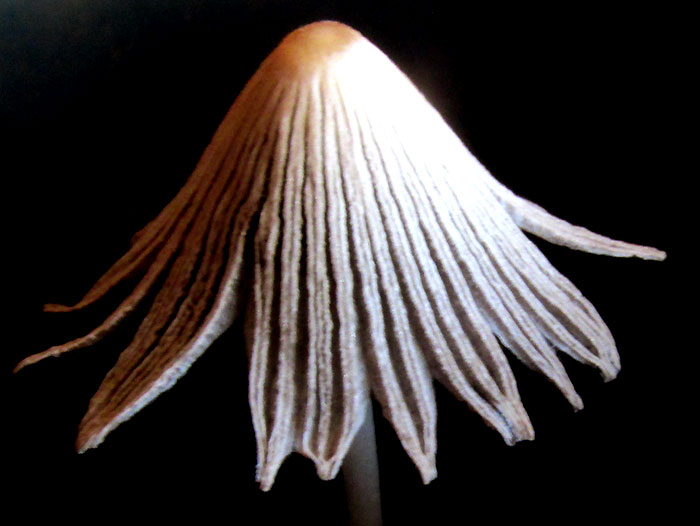 Parasola cf. lilatincta, details of cap ribs