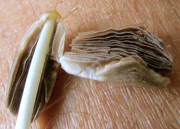 Parasola cf. lilatincta, gills