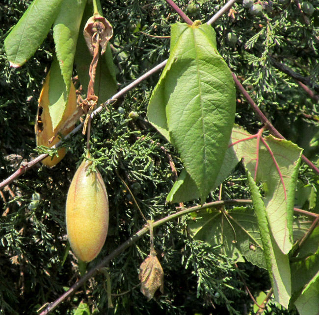 White Passionflower, PASSIFLORA SUBPELTATA, fruit on vine