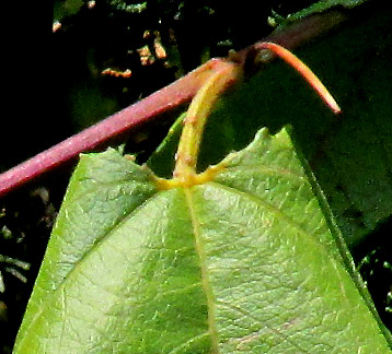 White Passionflower, PASSIFLORA SUBPELTATA, glands on petiole and leaf base