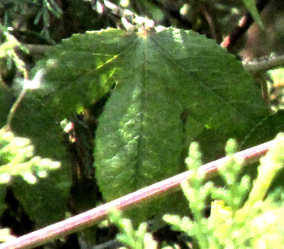 White Passionflower, PASSIFLORA SUBPELTATA, glands on petiole and leaf base