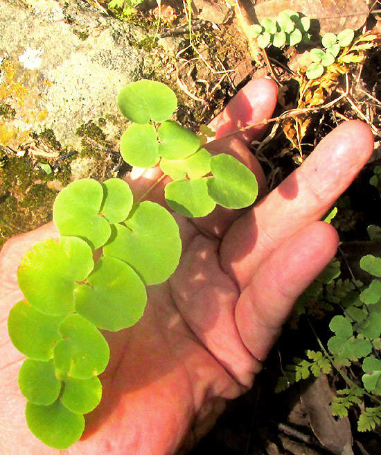 Heartleaf Cliffbrake, PELLAEA CORDIFOLIA, in habitat