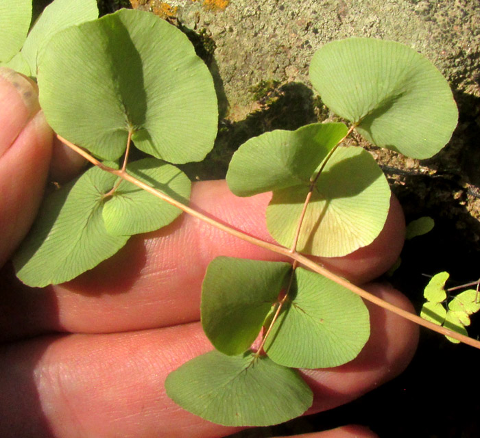 Heartleaf Cliffbrake, PELLAEA CORDIFOLIA, sterile pinnae lower surfaces