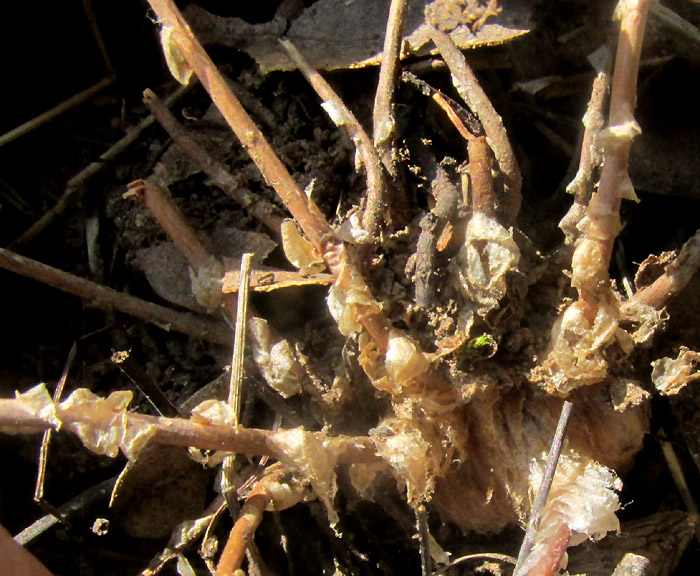 Heartleaf Cliffbrake, PELLAEA CORDIFOLIA, large scales on stipe