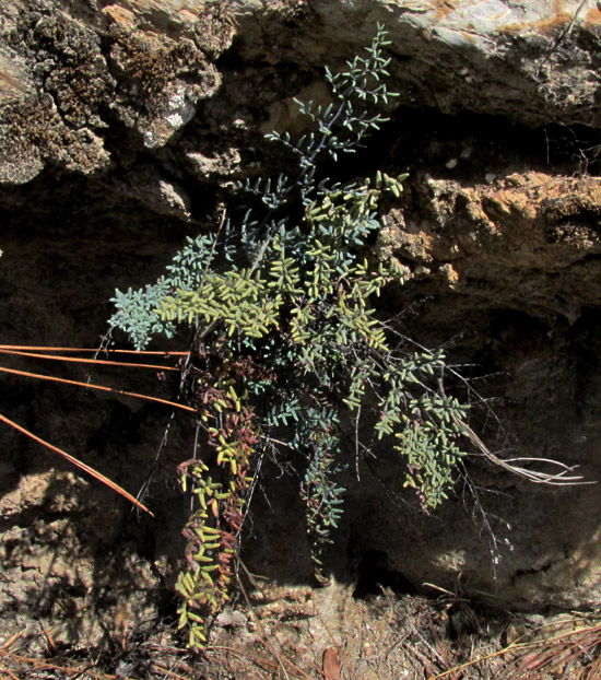 Maybe PELLAEA TRUNCATA hybrid, in habitat