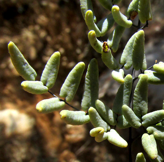 Maybe PELLAEA TRUNCATA hybrid, pinnules close-up seen from above