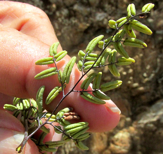 Maybe PELLAEA TRUNCATA hybrid, pinnules close-up seen from above