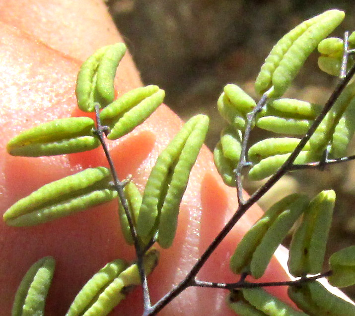 Maybe PELLAEA TRUNCATA hybrid, pinnules close-up seen from above