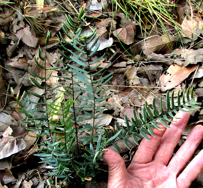 PELLAEA VILLOSA in habitat