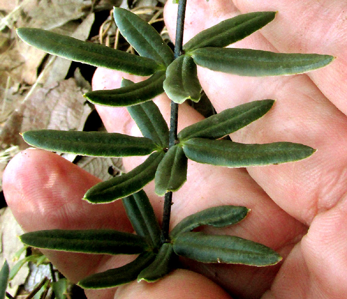 PELLAEA VILLOSA, ternate lower pinnae