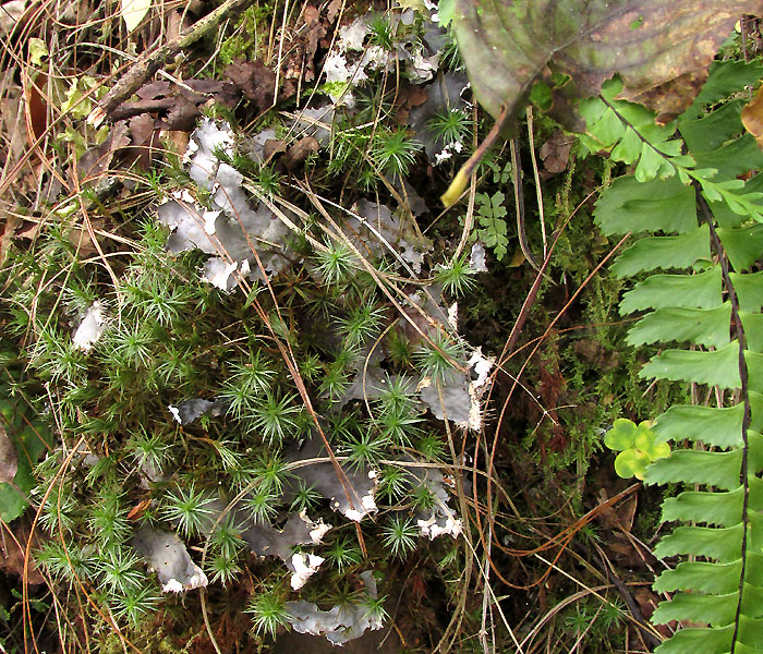 Dog Lichen, PELTIGERA CANINA, habitat