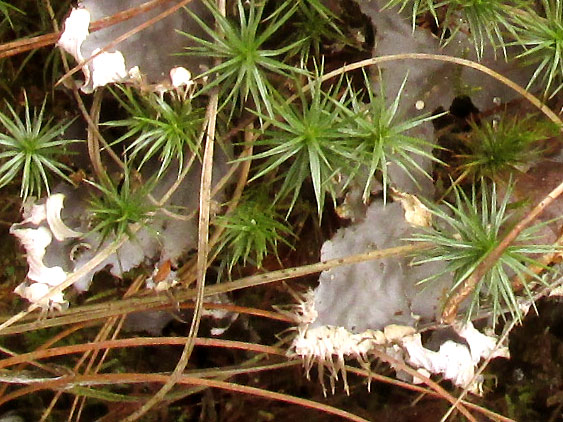 Dog Lichen, PELTIGERA CANINA, rhizines