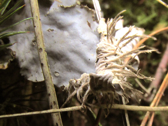 Dog Lichen, PELTIGERA CANINA, rhizines