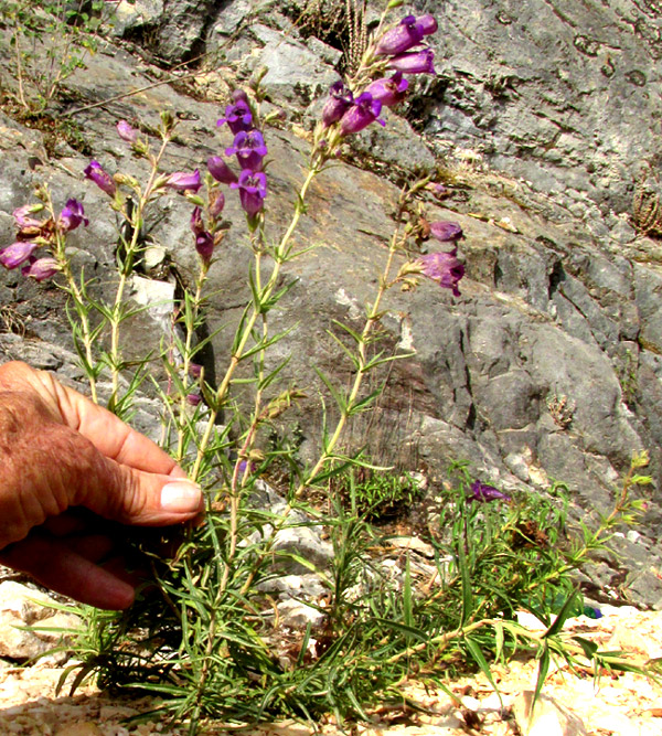 Beardtongue, PENSTEMON CAMPANULATUS, ridgetop habitat