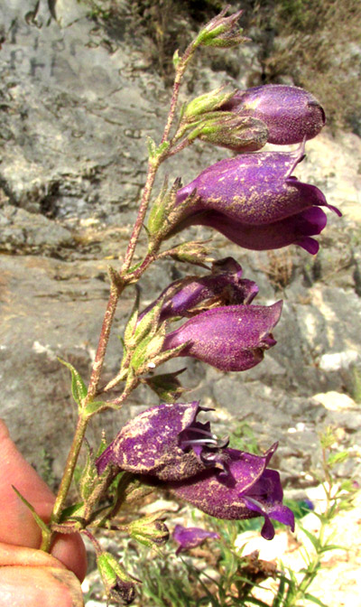 Beardtongue, PENSTEMON CAMPANULATUS, inflorescence