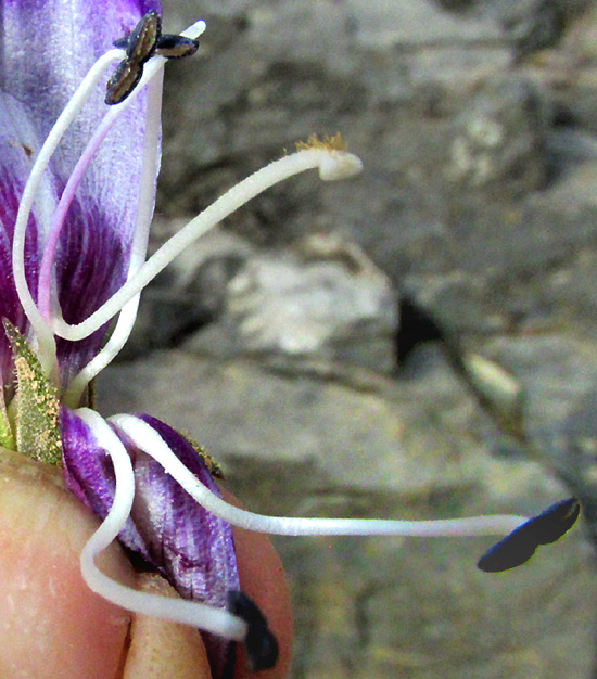 Beardtongue, PENSTEMON CAMPANULATUS, corolla opened to reveal stamens and bearded stigma