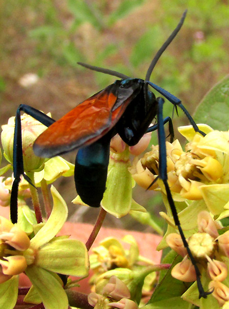 Tarantula Hawk Wasp, PEPSIS GROSSA, from behind