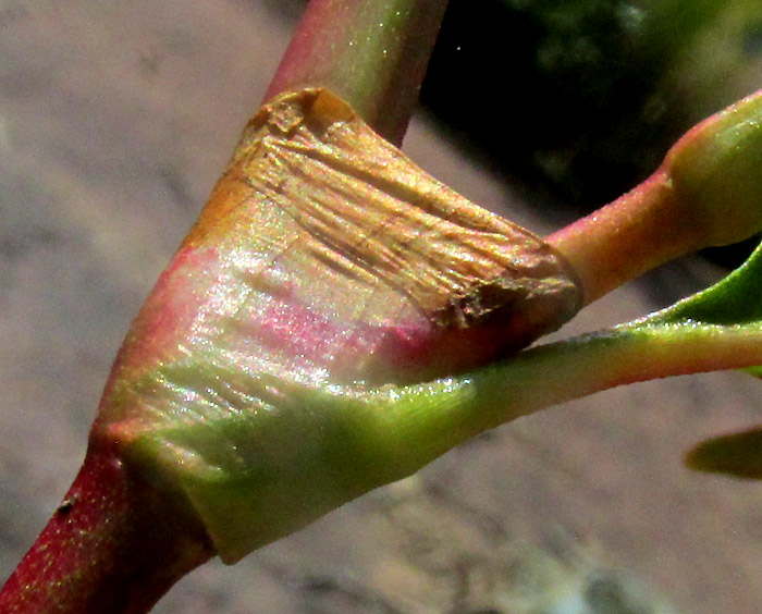 PERSICARIA LAPATHIFOLIA, flower with five petals, six stamens