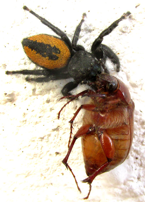 PHIDIPPUS ARDENS with prey, Phyllophaga sp.