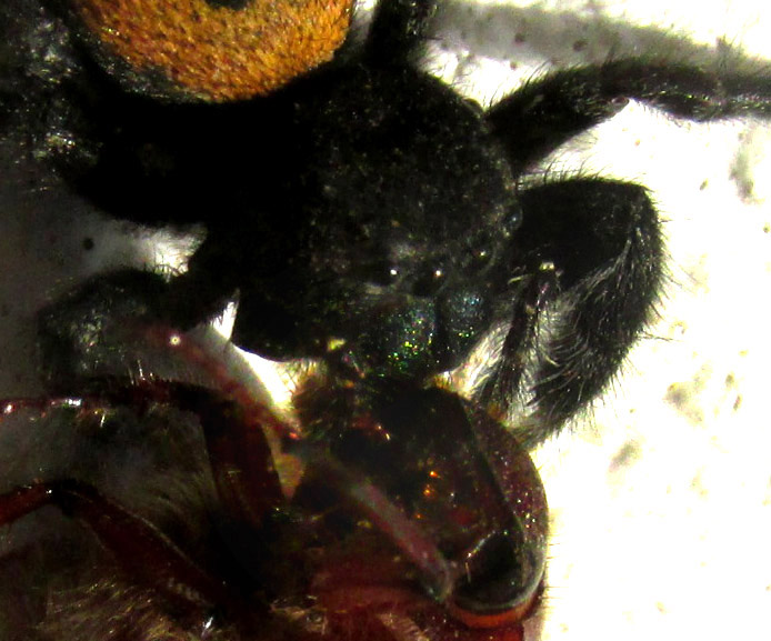 PHIDIPPUS ARDENS, face