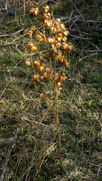 Husk Tomato, PHYSALIS NICANDROIDES, mature inflorescence in dry season habitat