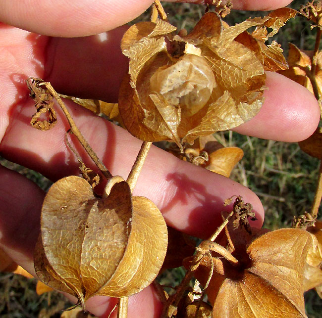 Husk Tomato, PHYSALIS NICANDROIDES, mature inflorescence in dry season habitat