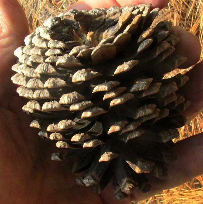 Smooth-bark Mexican Pine, PINUS PSEUDOSTROBUS, last season's cone in hand