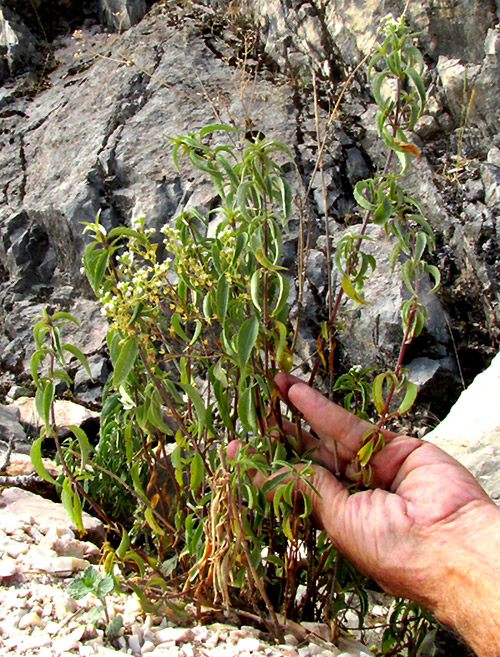 PIQUERIA TRINERVIA, rock outcrop habitat