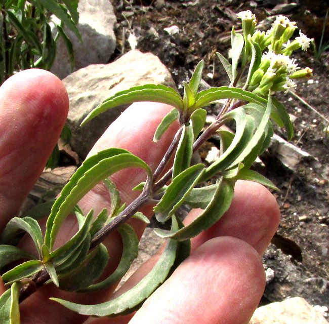 PIQUERIA TRINERVIA, leaves and inflorescence