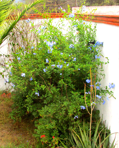 Cape Leadwort, PLUMBAGO AURICULATA, tall woody shrub in highland Mexico