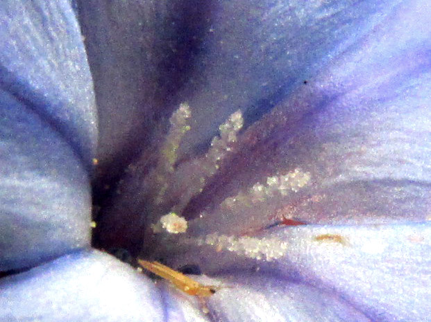 Cape Leadwort, PLUMBAGO AURICULATA, flower with exert stigma, with a thrip
