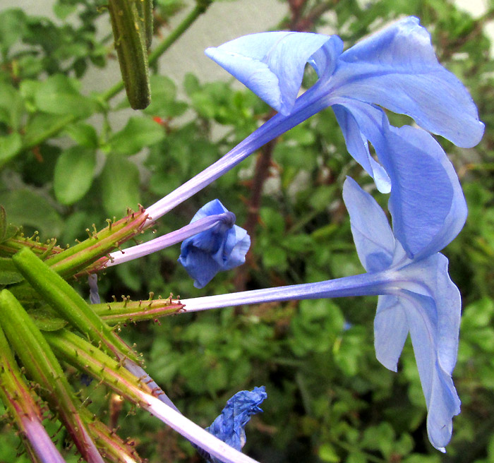 Cape Leadwort, PLUMBAGO AURICULATA, flowers from side