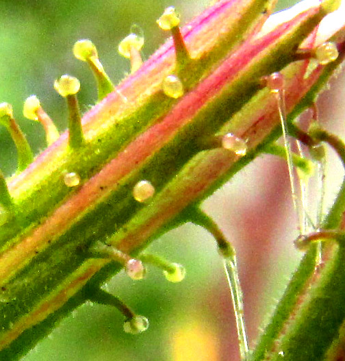 Cape Leadwort, PLUMBAGO AURICULATA, glands showing their stickiness